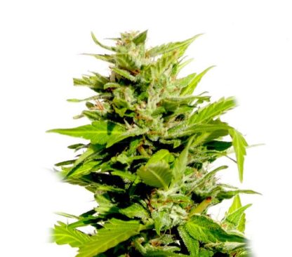 AK47 Auto