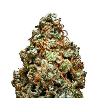 Great White Shark