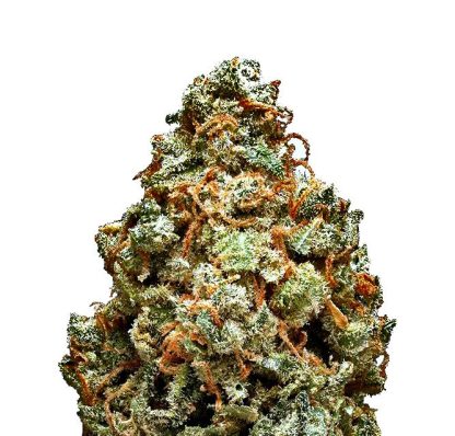 Great White Shark