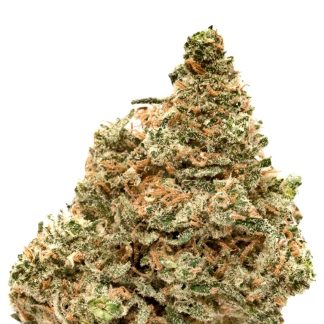 Jamaica Special