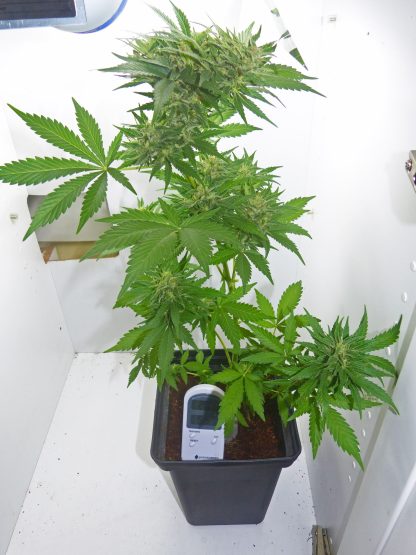 Orangutan Glue - Obrázek 2