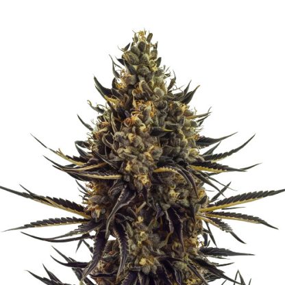 Acapulco