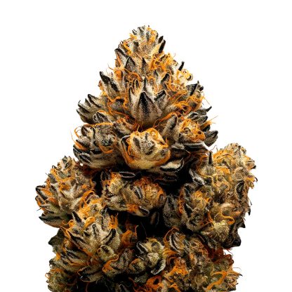 Agent Orange
