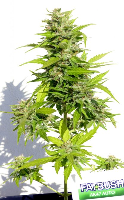 AK47 Auto - Obrázek 2