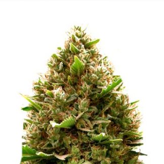 Amnesia x OG Kush