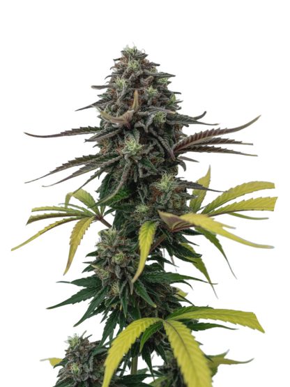 Apple Fritter Auto