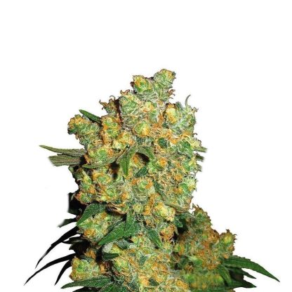 Big Bud