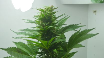 Big Bud Auto - Obrázek 2