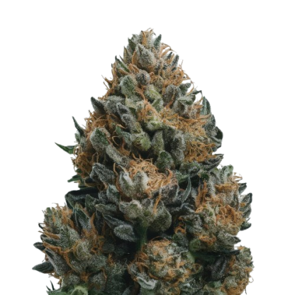 Big Bud Auto