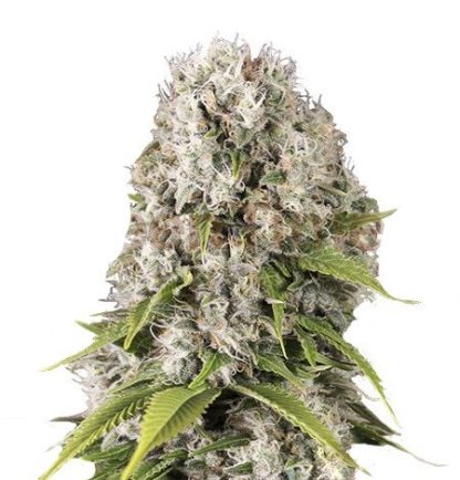 Black Domina