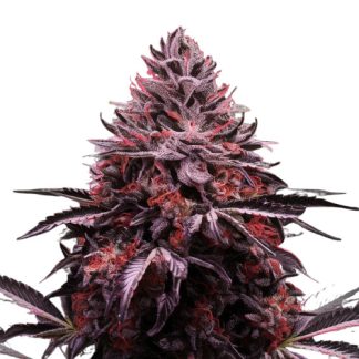Blackberry Kush