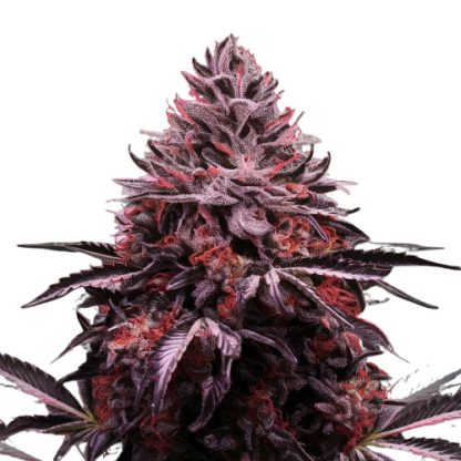 Blackberry Kush