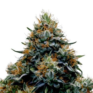 Blue Widow