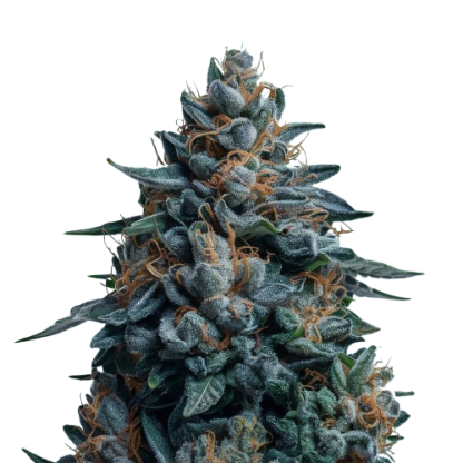 Blueberry