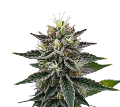 Bubba Kush x Gelato