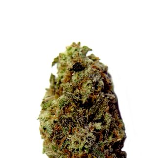 Bushy Ryder Auto