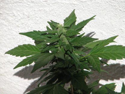 Bushy Ryder Auto - Obrázek 2