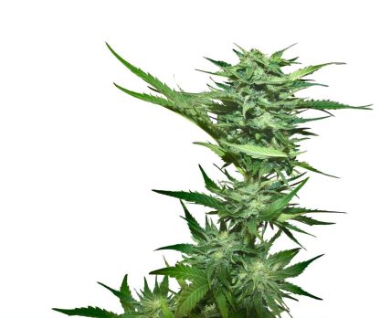 California Skunk - Obrázek 2