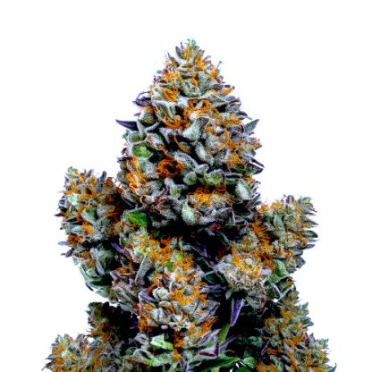 Chemdawg