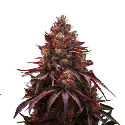 Cherry Pie