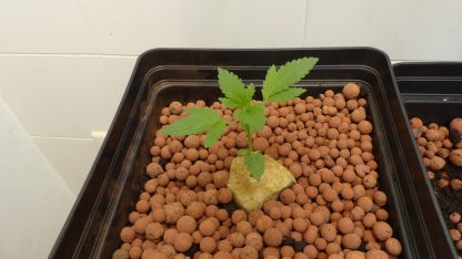 Codeine Kush - Obrázek 3
