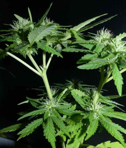 Codeine Kush - Obrázek 4