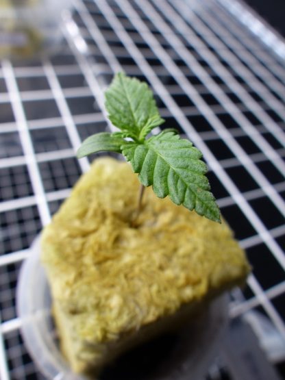 Codeine Kush - Obrázek 2