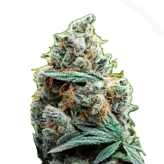 Critical XL