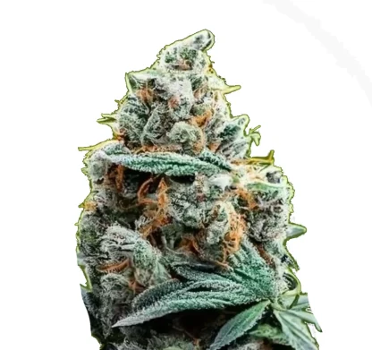 Critical XL