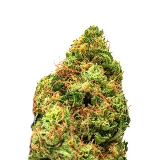 Critical Jack