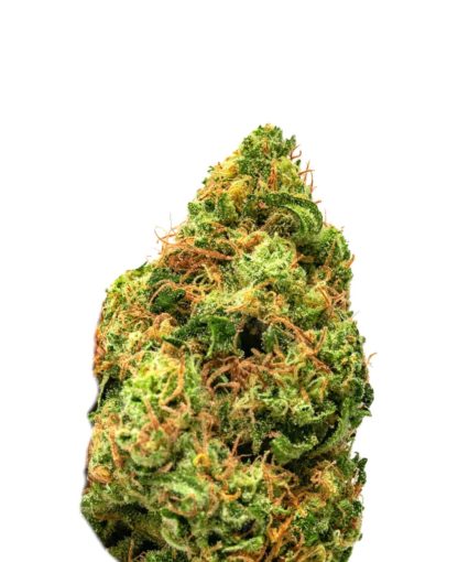 Critical Jack