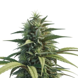 Durban Poison