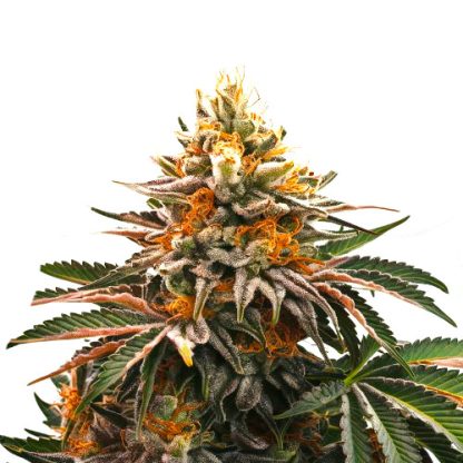 Early Skunk XL