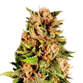 Gelato