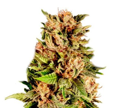 Gelato
