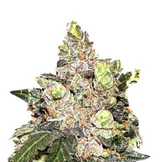 Girl Scout Cookies