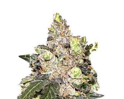 Girl Scout Cookies