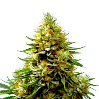 Hindu Kush Auto