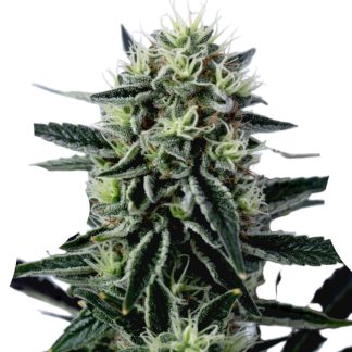 Hindu Kush