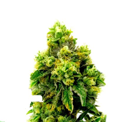 Jack Herer Auto