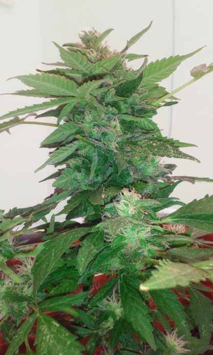 Jack Herer Auto - Obrázek 2