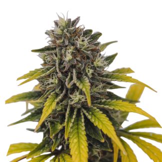 Lemon Pie