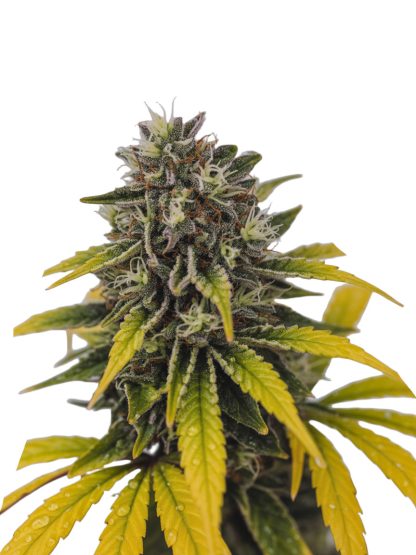 Lemon Pie