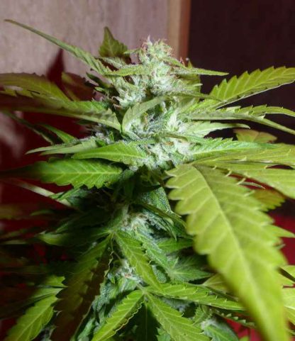 Amnesia Haze - Obrázek 2