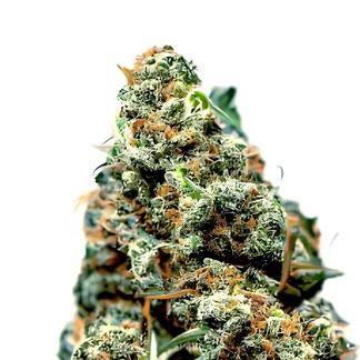 Orangutan Glue