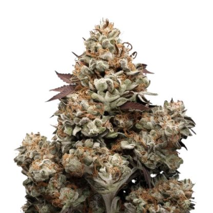 Powerplant