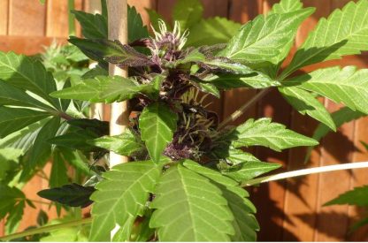 Purple OG Kush Auto - Obrázek 2
