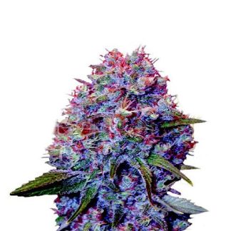 Purple Punch