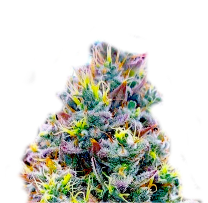 Quantum Kush