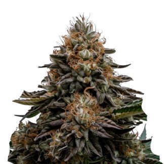 Stardawg Auto XL